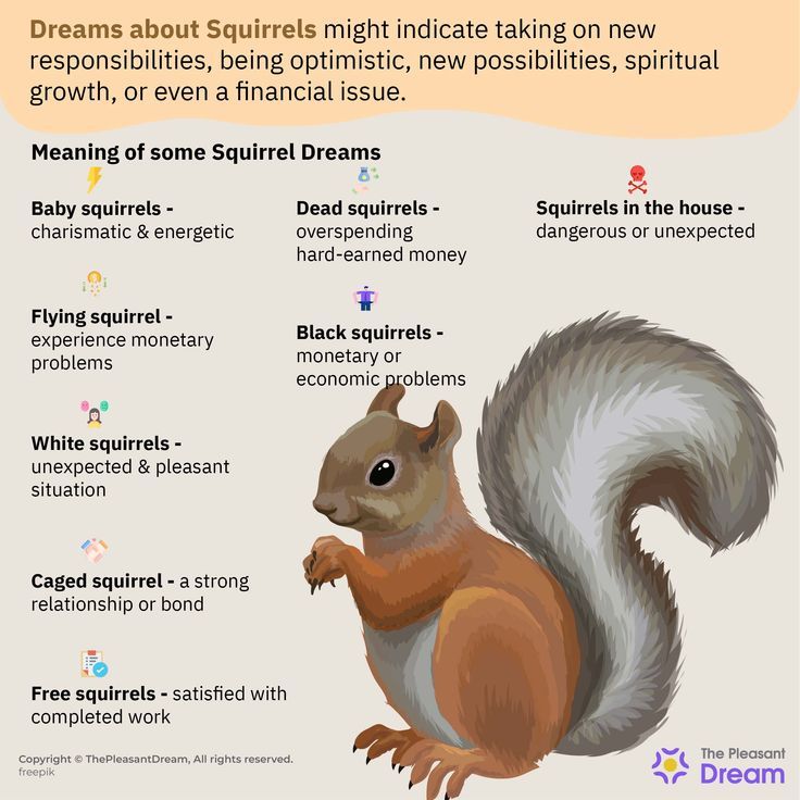 Dream Interpretation Squirrel Meaning? (Simple Symbols Decoded)