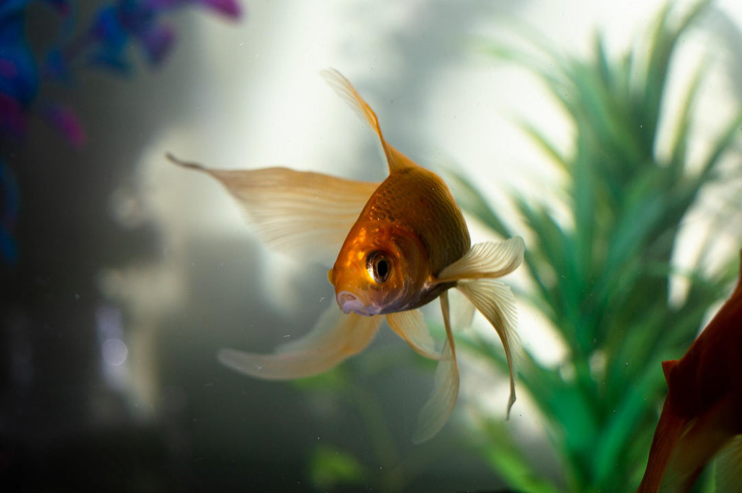 Goldfish dream meanings guide: common symbols and interpretations (for clear insights)