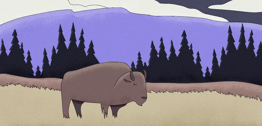 Buffalo Dream Meanings Explained Common Things They Tell You