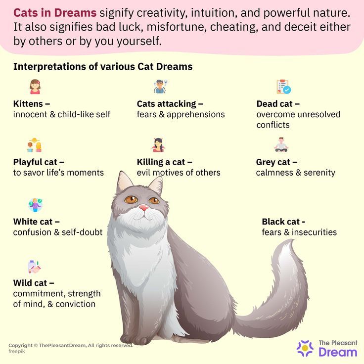 best way to understand dream cats interpretation tips to decode your dreams