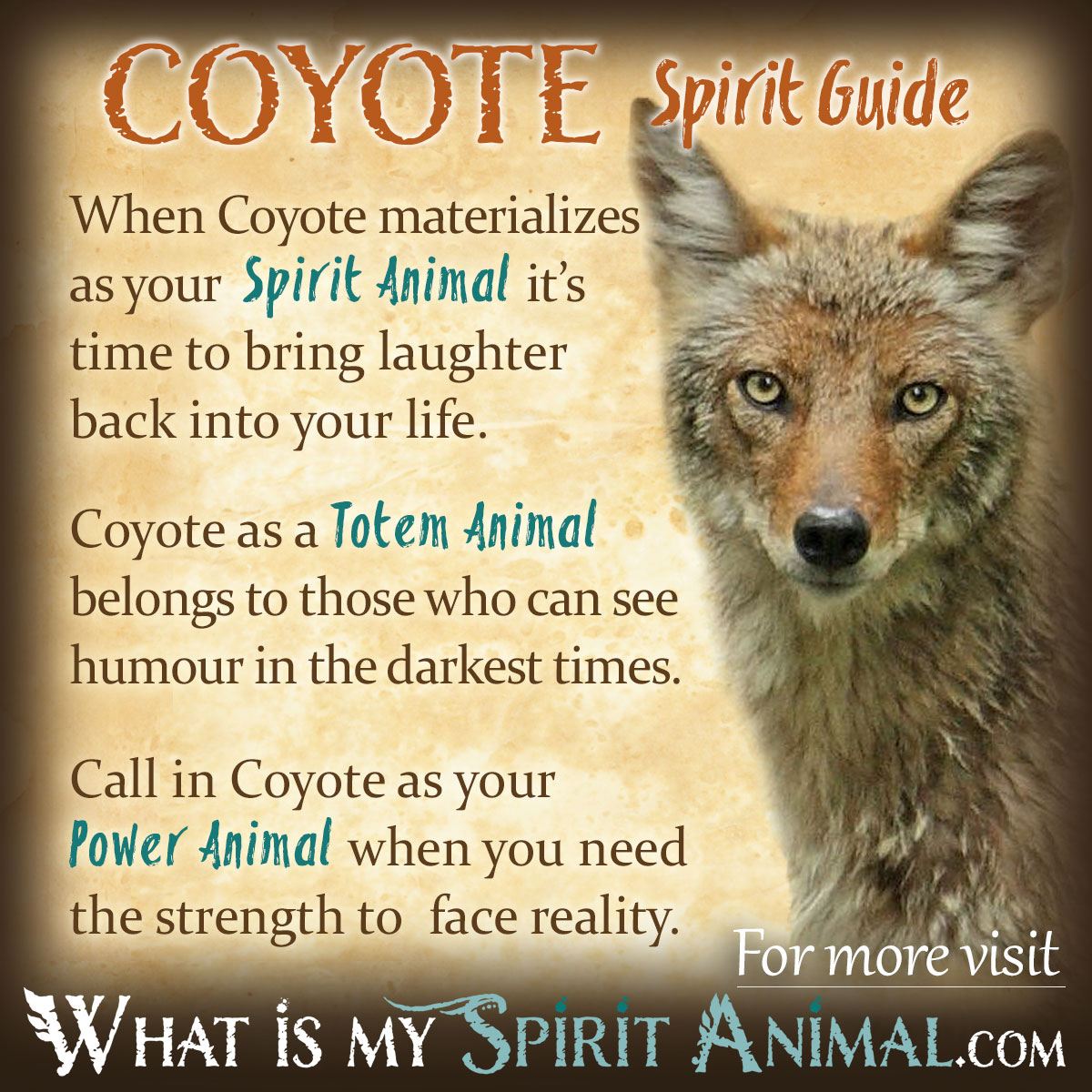 What does dreaming about a coyote mean? 3 Key Reminders
