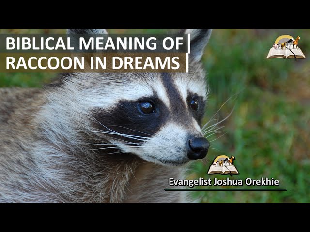 Raccoon Dream Meaning Positive or Negative? Find True Interpretation!