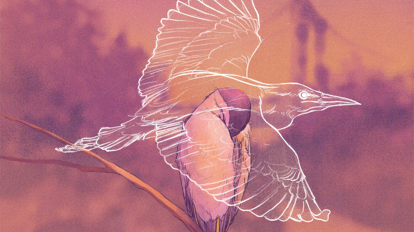 Dream of 4 Birds on a Chair? Find Easy Dream Explanations Here