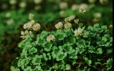 4 leaf clover dream interpretation