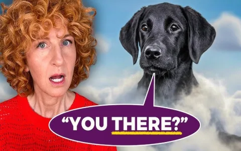 How to interpret a 3 legged dog dream 5 common meanings you should know