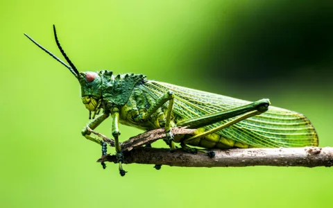 Dream interpretation of grasshopper： What hidden messages are there？
