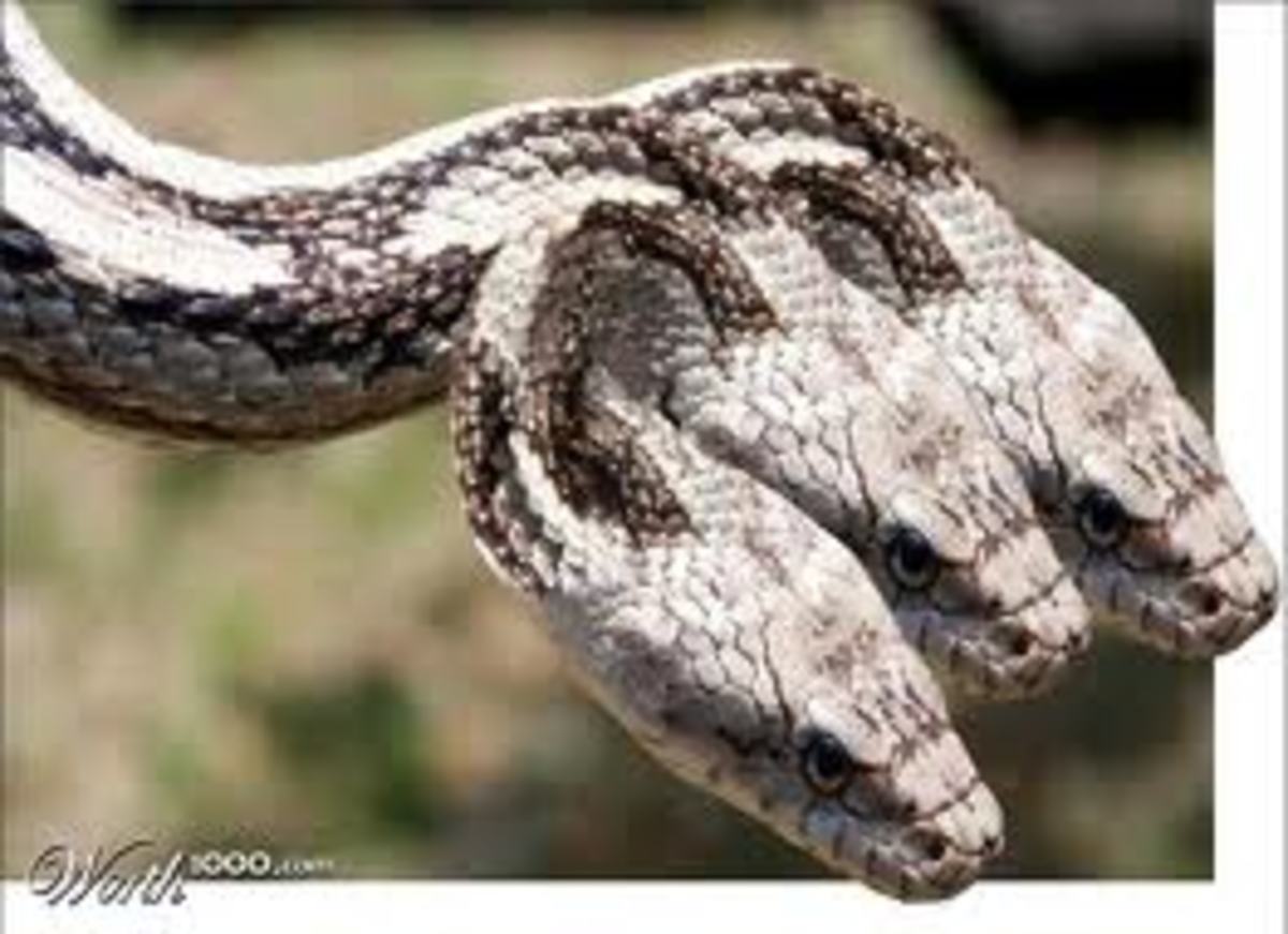 3 headed snake dream meaning what it says about your life now