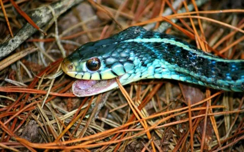3 snakes dream interpretation is it good or bad luck to see three snakes