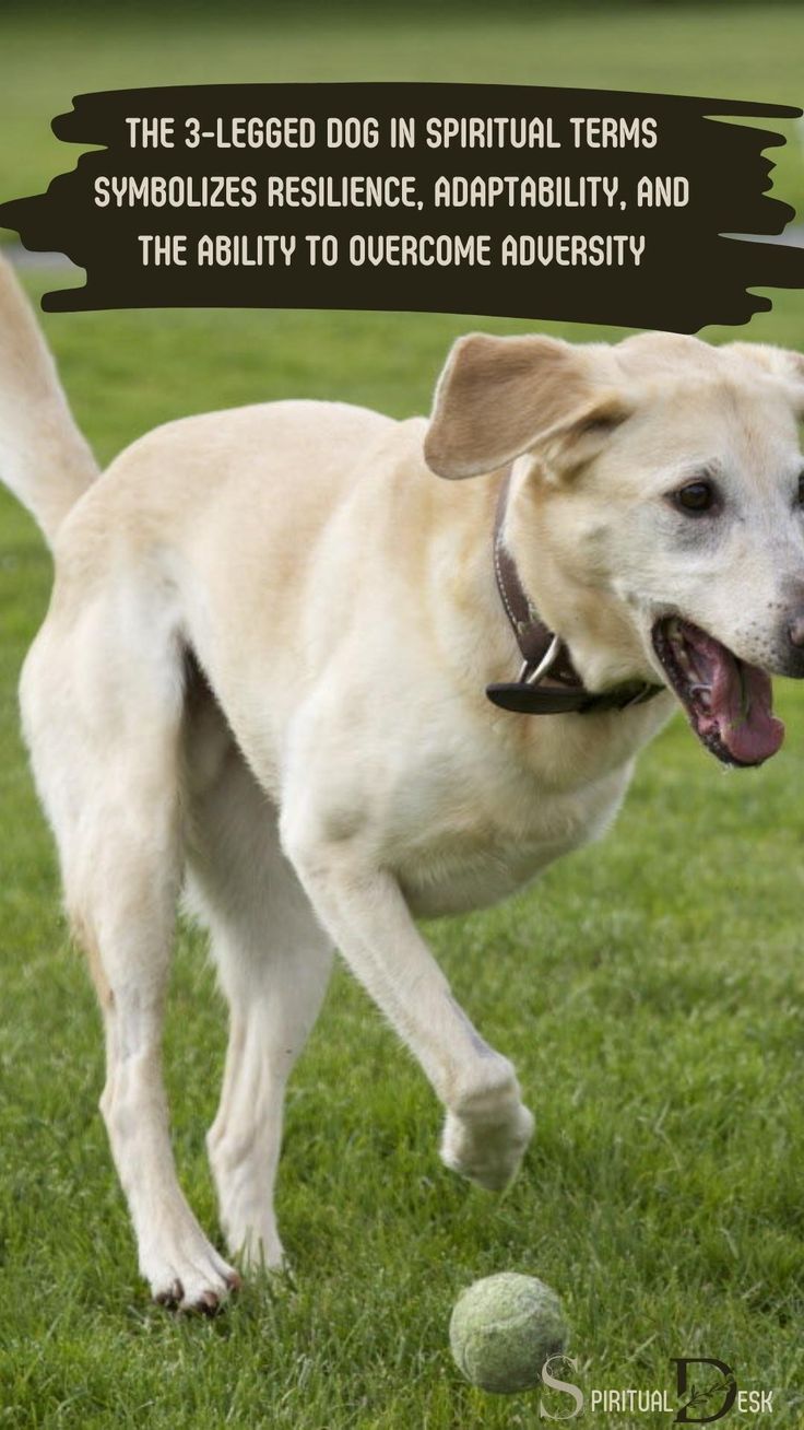 How to interpret a 3 legged dog dream 5 common meanings you should know