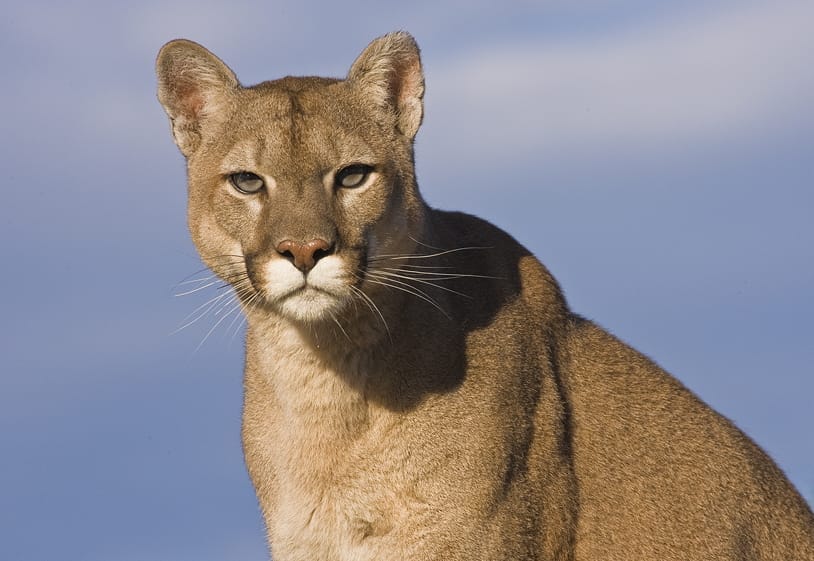 Whats the significance of mountain lion spiritual meaning？ Find out now!