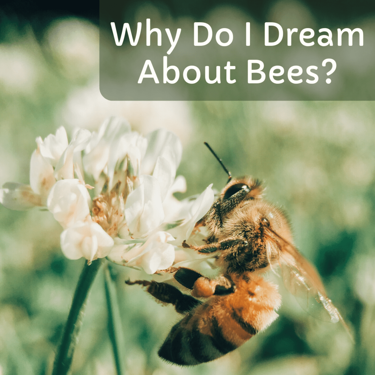Dream about bees spiritual meaning - What does science say about it?