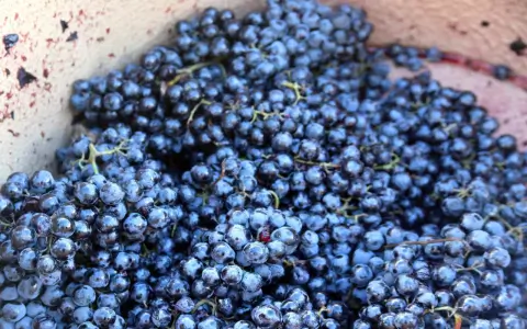 Whats the spiritual meaning of grapes？ Uncover the hidden secrets!