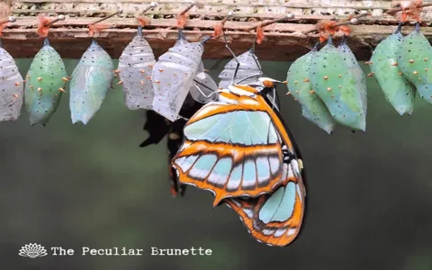 What is the true seeing a caterpillar spiritual meaning？ Find your personal transformation now!