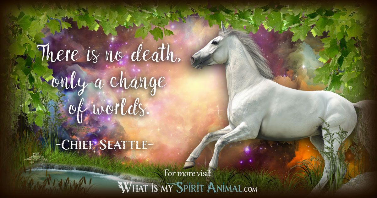 Why do I keep seeing dead animals spiritual meaning？ Uncover the secrets