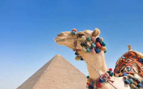 What is the significance of camel in dream interpretation？ Find out now!