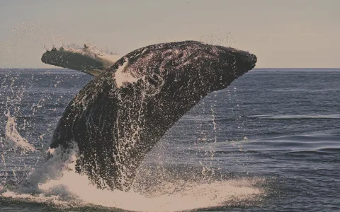 Dream interpretation whale： What do these dreams really mean？