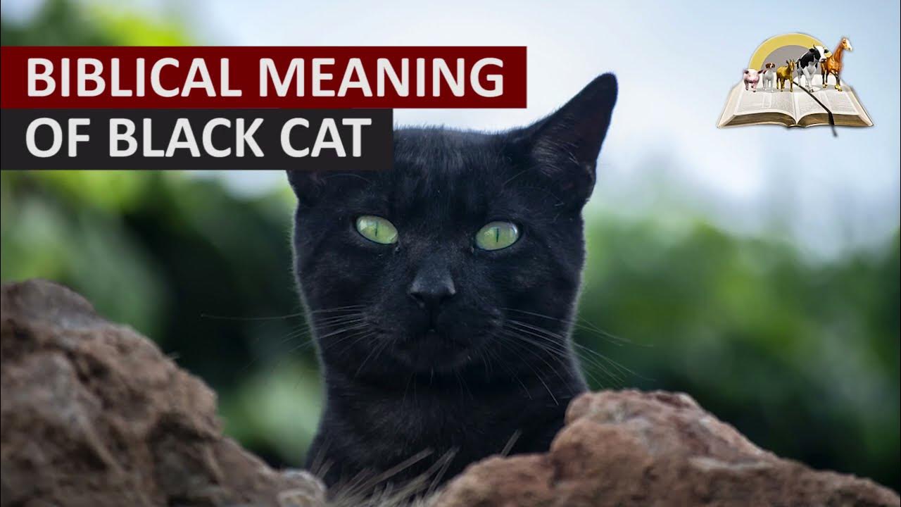 Whats the spiritual meaning of seeing black cat in dream？ Find out now!
