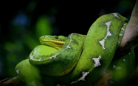 Dream interpretation green snake: Any reliable methods? Try these!