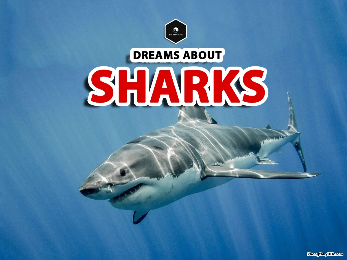 Dream interpretation shark： Tips to decode shark dreams easily!