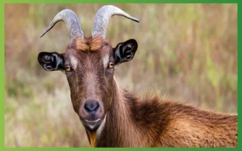 How to understand goats spiritual meaning？ 4 key points to know!