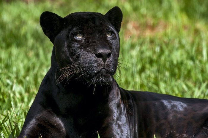 Black jaguar spiritual meaning： What does it symbolize in different cultures？