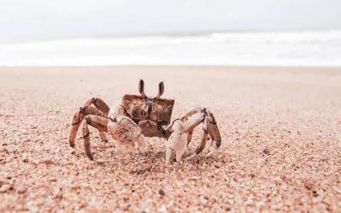 How does the crab meaning spiritual relate to love？ (Its impact on relationships)