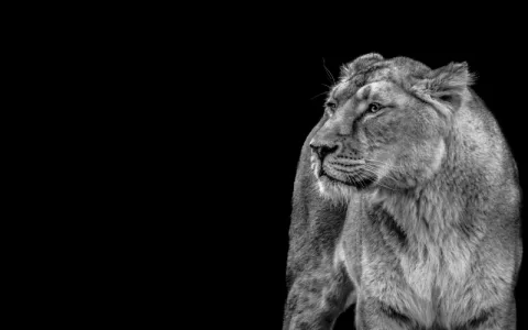 Dream interpretation lion： How to understand your subconscious messages？