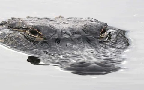 Dream interpretation alligator： Are there any hidden messages in your dream？