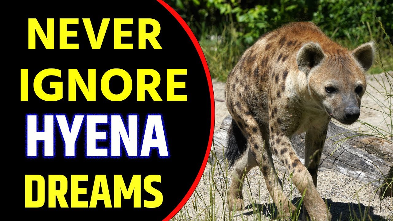 Where to learn dream interpretation hyena? Recommended learning places!