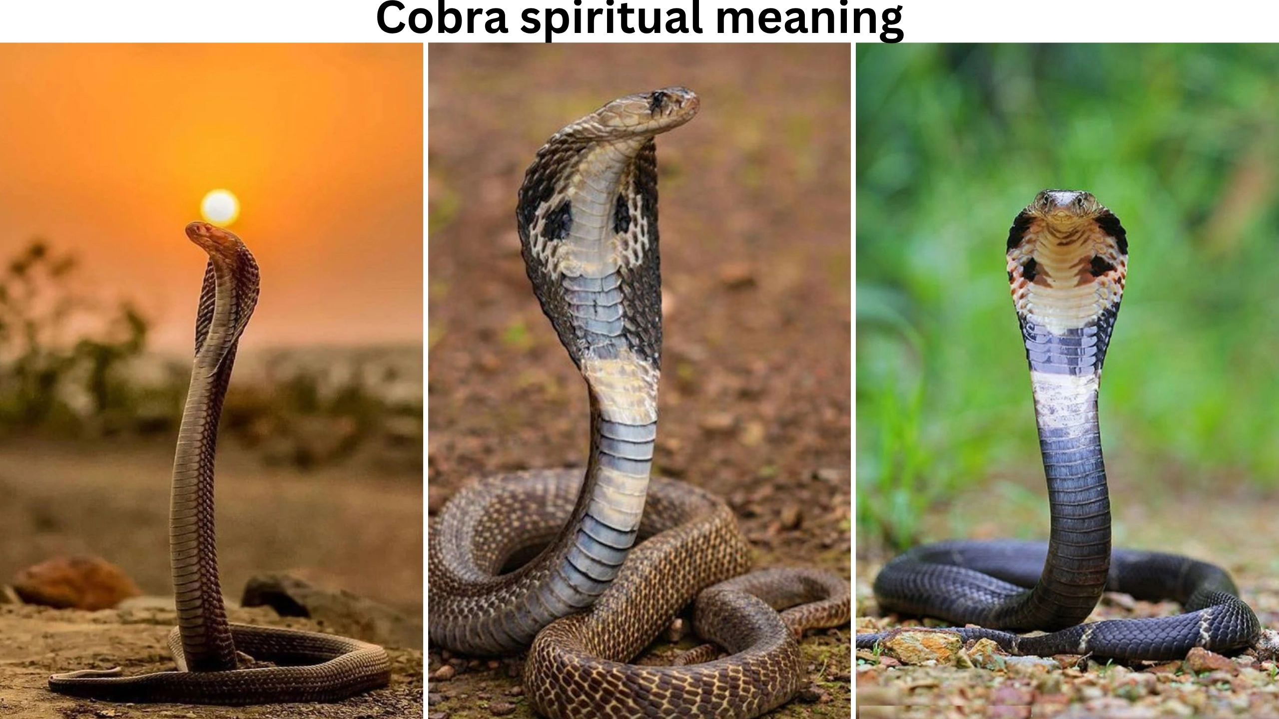 How to apply the spiritual meaning of cobra in your life? (Use its potent energy)