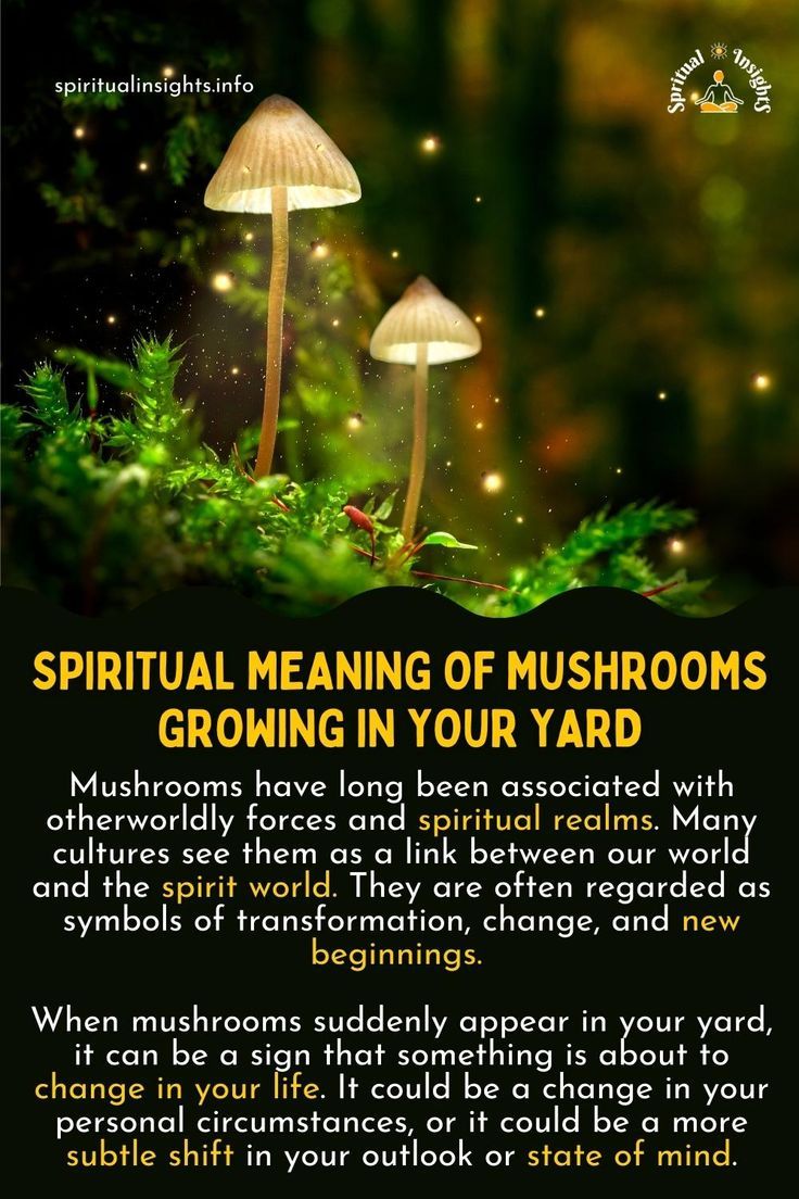 What is the spiritual meaning of mushrooms？ Uncover the hidden secrets!