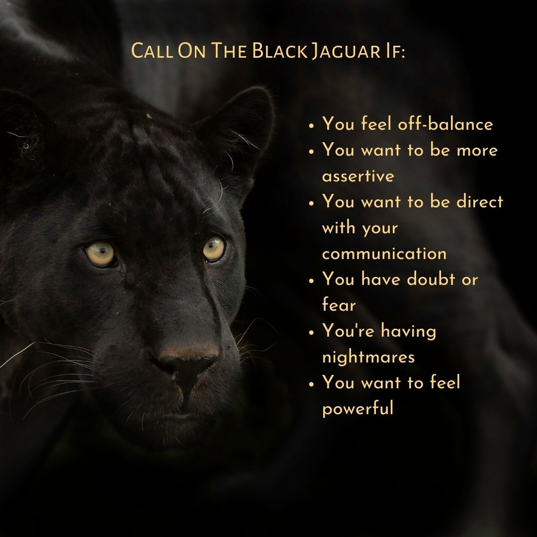 Black jaguar spiritual meaning： What does it symbolize in different cultures？