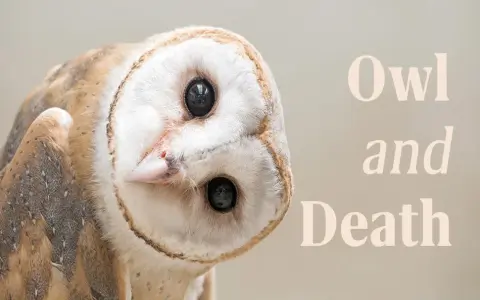 Decoding the spiritual meaning of owls in dreams： What does this powerful message really mean？