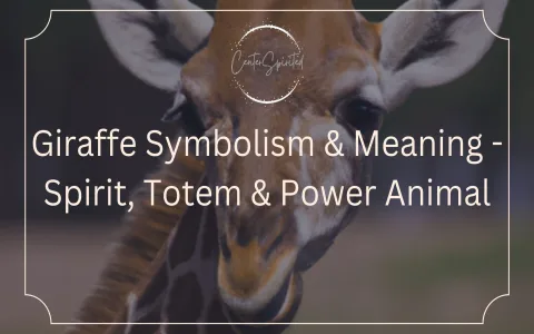 What does dream interpretation giraffe mean？ Experts explain the symbols