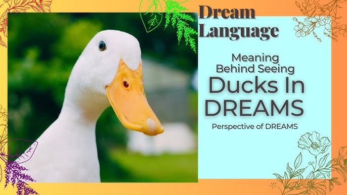 Duck dream interpretation tips： What experts say about these dreams!