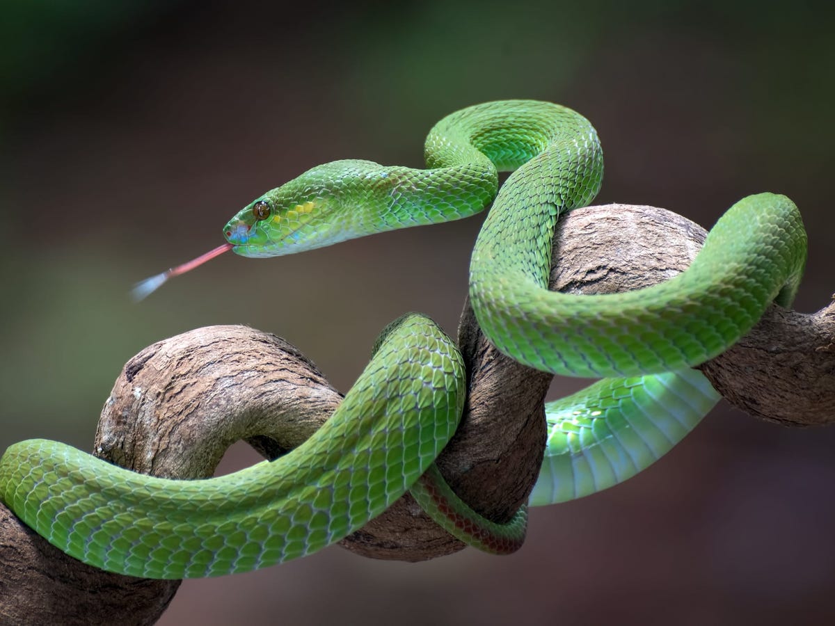 Dream interpretation green snake: Any reliable methods? Try these!