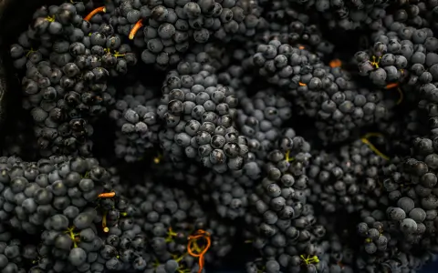 Spiritual meaning of grapes in cultures： What can we learn from them？