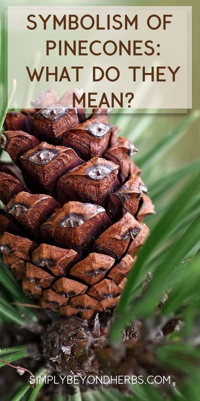What does the spiritual meaning of pine cone symbolize？ Lets explore!