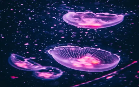 The spiritual meaning of jellyfish： What does it symbolize in cultures？