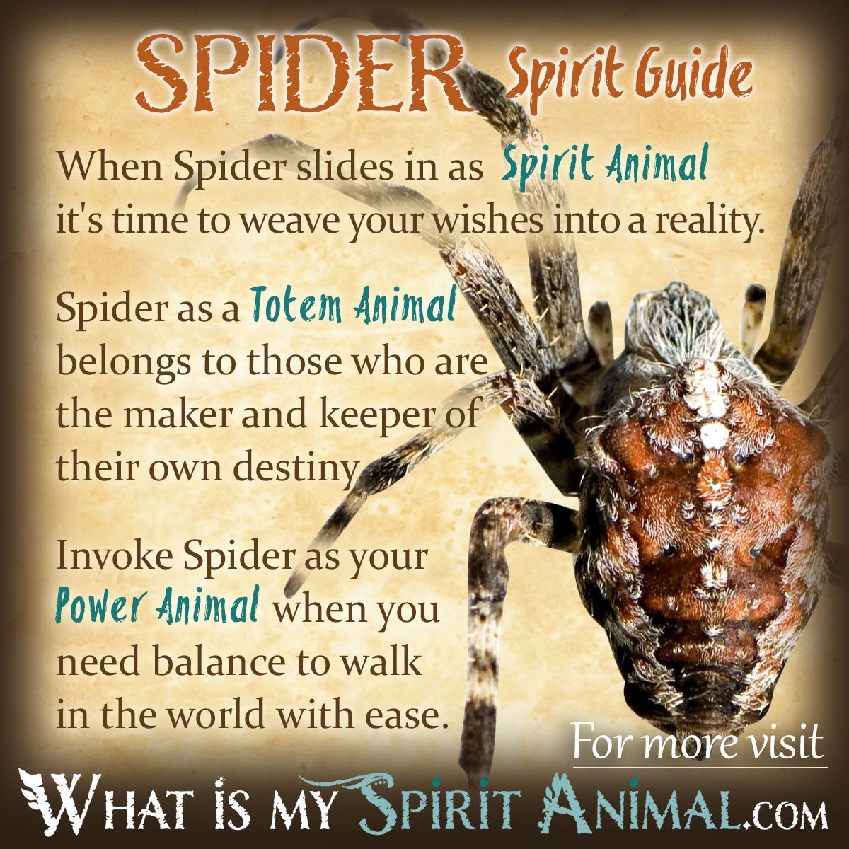 Wolf spider spiritual meaning - What does it symbolize in different cultures?