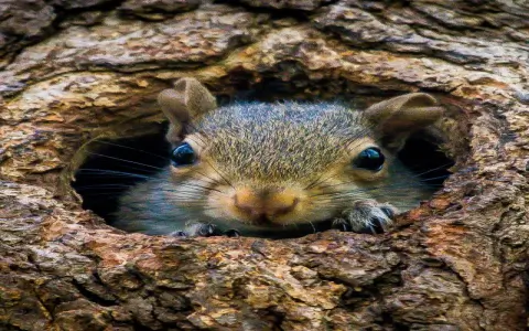 Seeing a squirrel spiritual meaning： Is it a sign from the universe？
