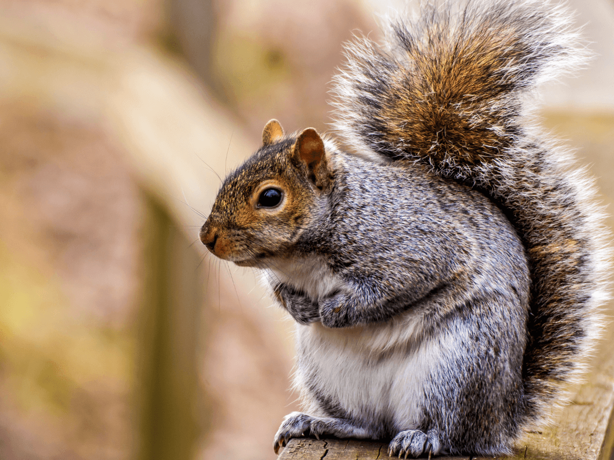 What does seeing a squirrel mean spiritually？ 4 spiritual insights revealed