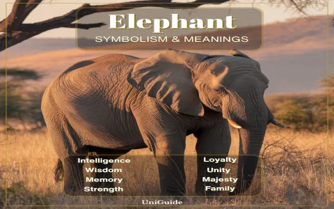 Dreaming of elephants？ What does elephant mean spiritually？ (Decode the hidden message in your dream)