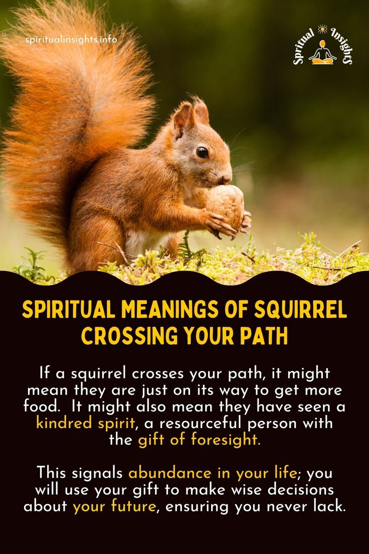 Seeing a squirrel spiritual meaning： Is it a sign from the universe？