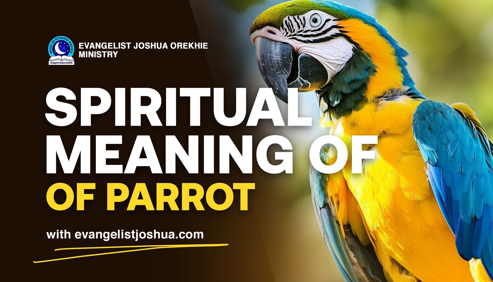 Why is the parrots spiritual meaning important？ Find out the reasons!