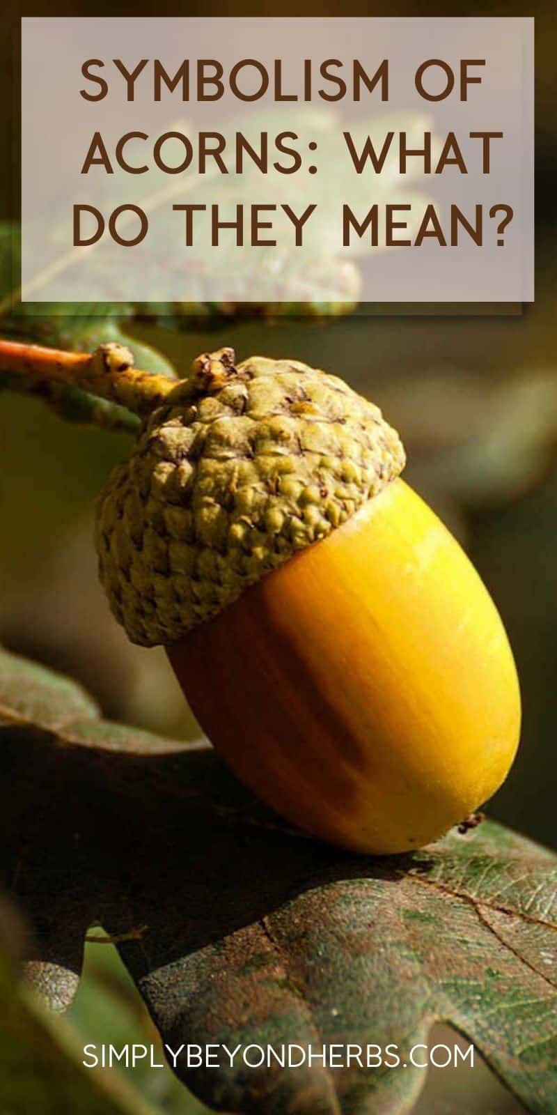 The best guide to acorn dream meaning you need (Everything you must know)