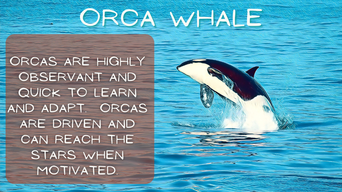 Killer whale spiritual meaning: How it can impact your spiritual journey?