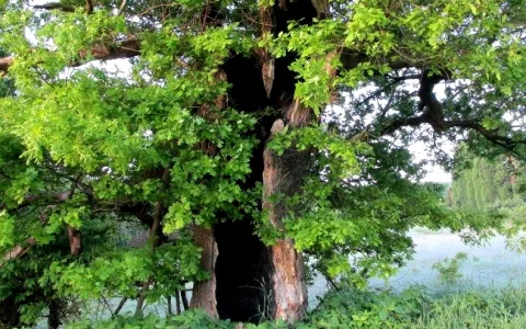 Whats the spiritual meaning of a tree struck by lightning？ 5 insights revealed!