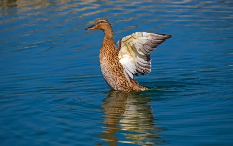 Duck dream interpretation tips： What experts say about these dreams!
