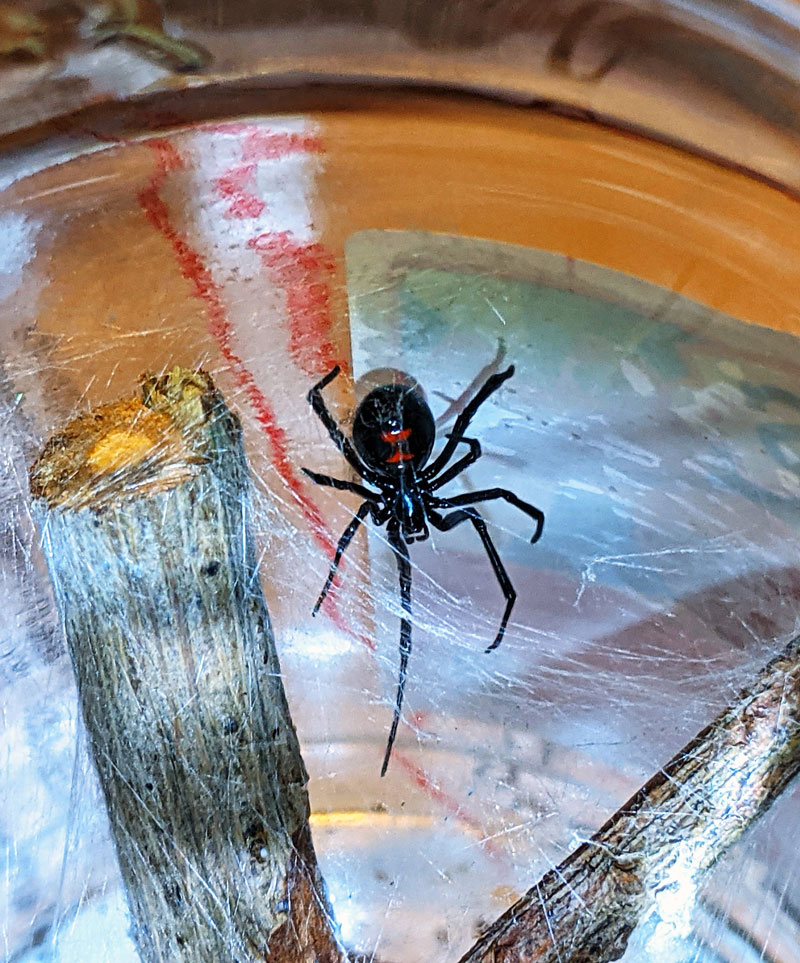 Dream interpretation spider： Is it reliable？ Experts share their views!